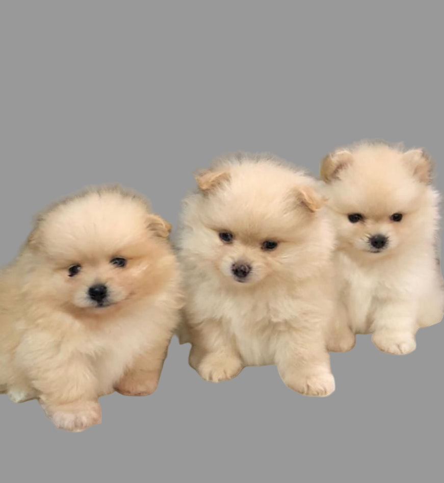 Cream Pomeranian Puppies