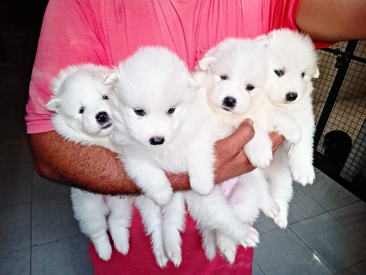 جراء ساموييد بيضاء