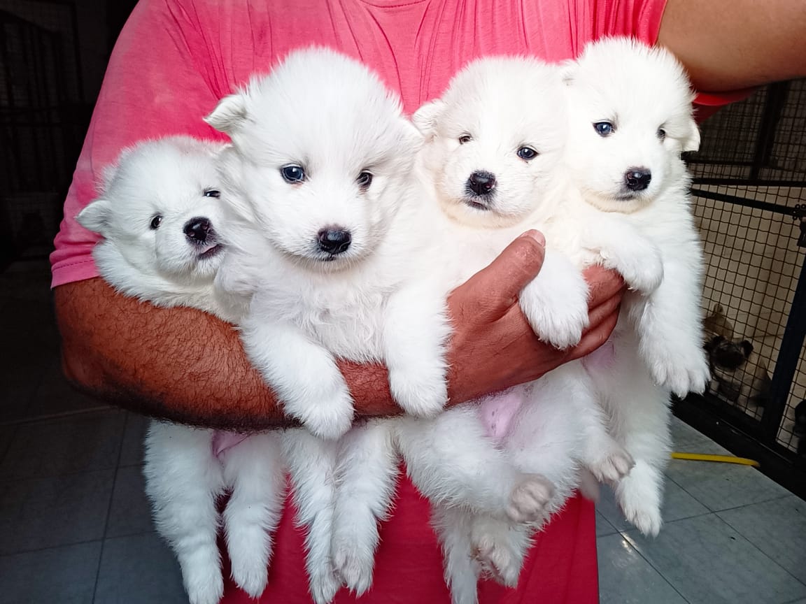 جراء ساموييد بيضاء