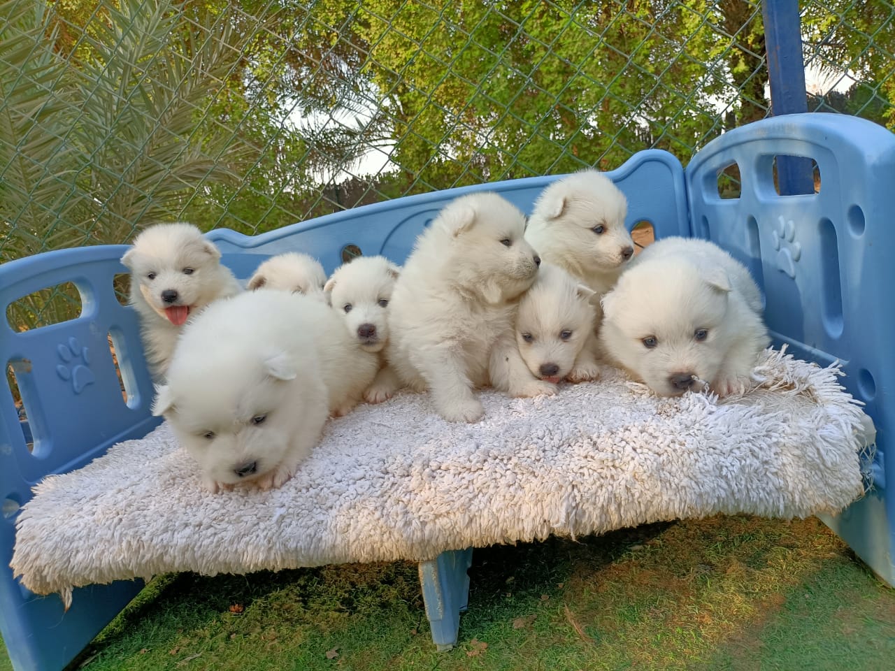 جراء ساموييد بيضاء