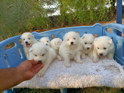 جراء ساموييد بيضاء