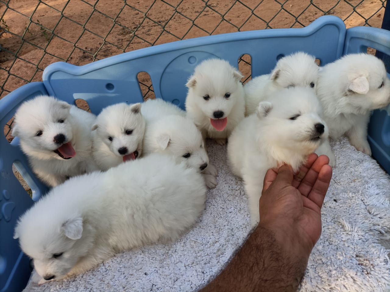 جراء ساموييد بيضاء