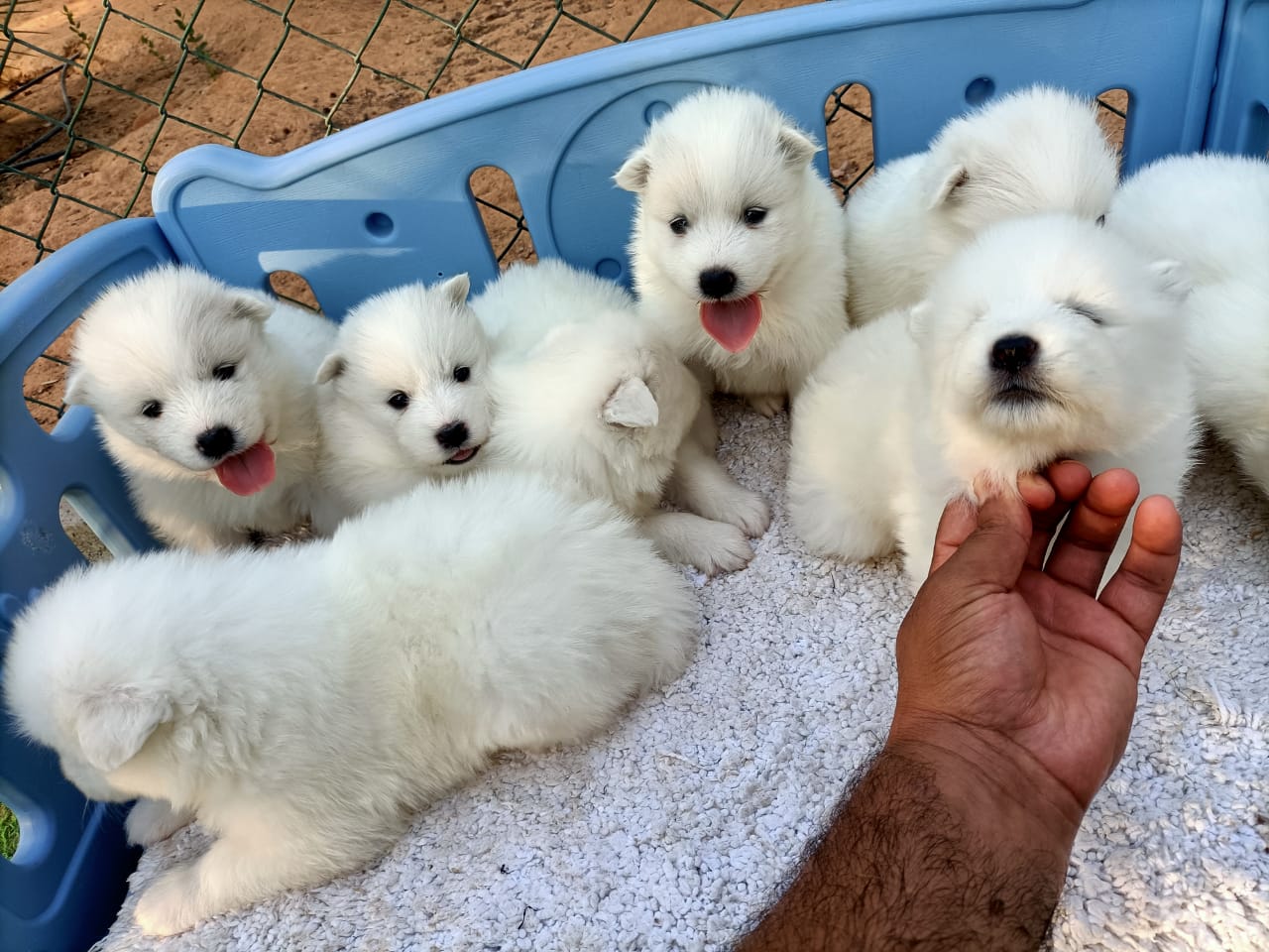 جراء ساموييد بيضاء