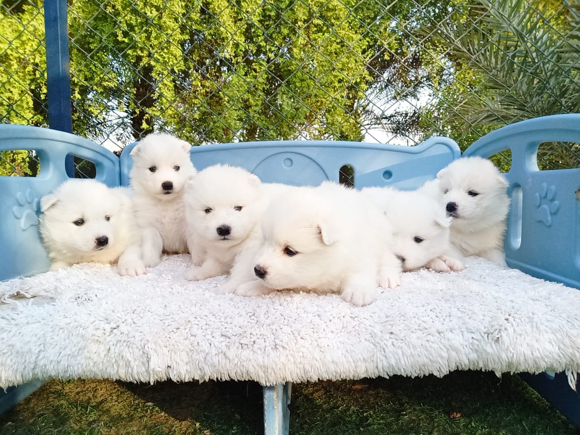 جراء ساموييد بيضاء