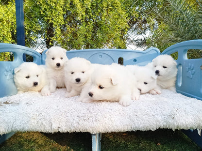 جراء ساموييد بيضاء