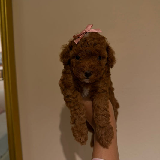 Red Toy poodle