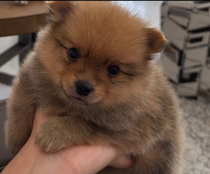 pom Puppies with supplies