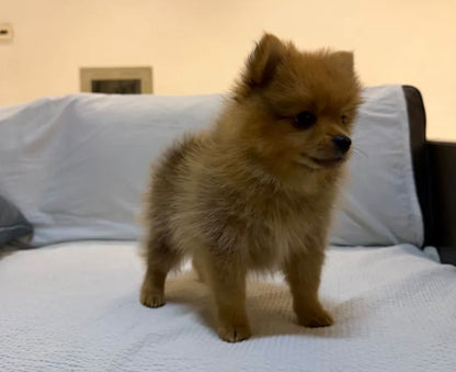 pom Puppies with supplies