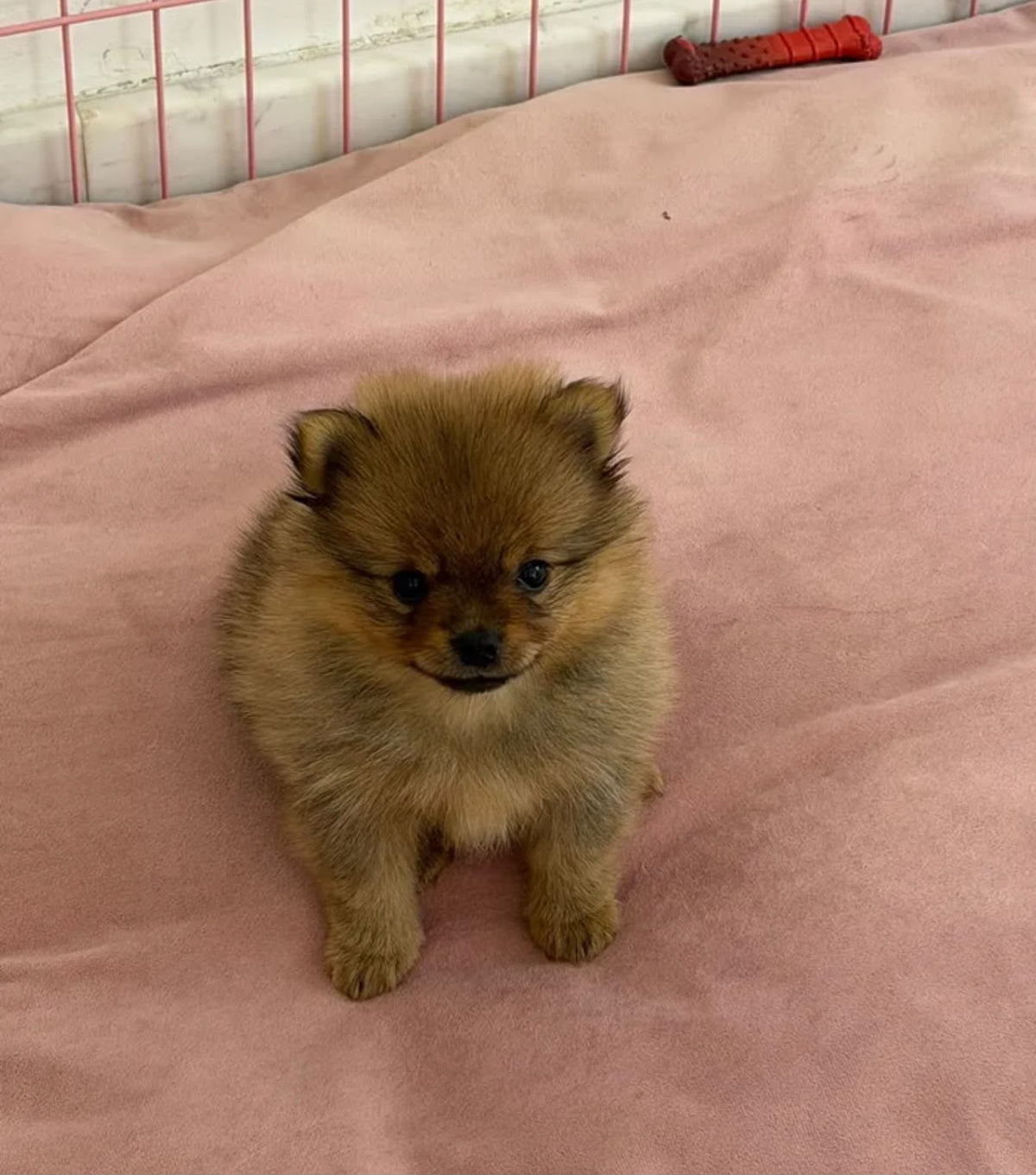 pom Puppies with supplies