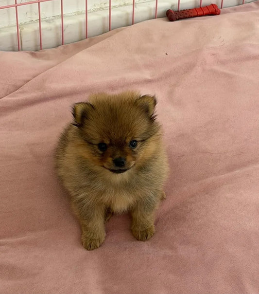pom Puppies with supplies