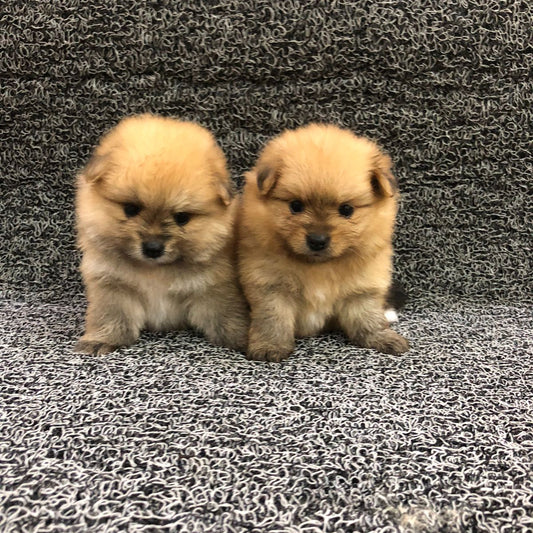 جراء بوميرانيان