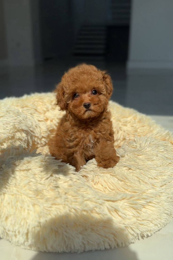 Red Toy poodle