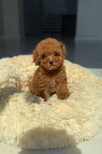 Red Toy poodle