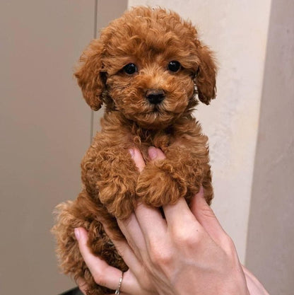 Red Toy poodle