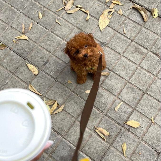 Red Toy poodle