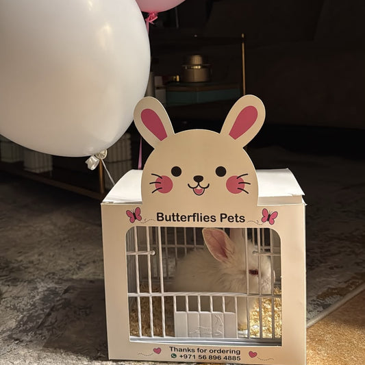 Rabbit gift