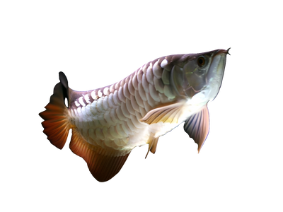 Hi Back Cross Arowana 15-18cm