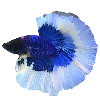 HALFMOON BUTTERFLY BLUE BETTA