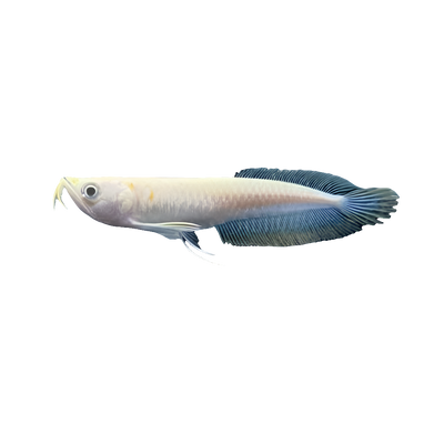 Albino Silver Arowana 25cm