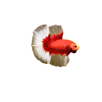 HALFMOON BUTTERFLY RED BETTA