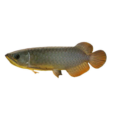 BANJER RED AROWANA 12cm
