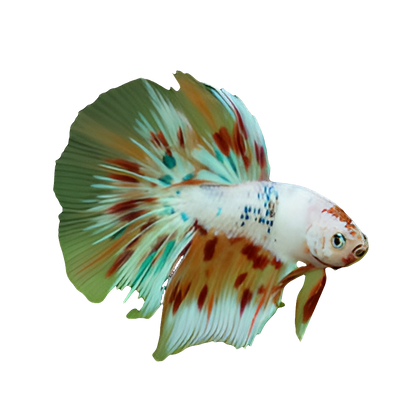 Halfmoon Koi Fancy Betta