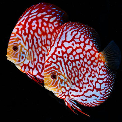 Checkerboard Discus Fish
