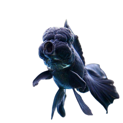 Black Oranda 13-14CM