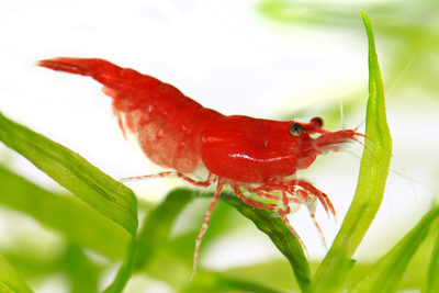 CHERRY RED SHRIMPS (Neocaridina)