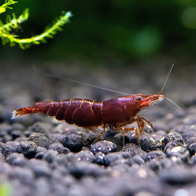 CHOCOLATE SHRIMPS 1.5cm (Neocaridina)