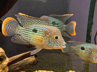 GREEN TERROR 8cm