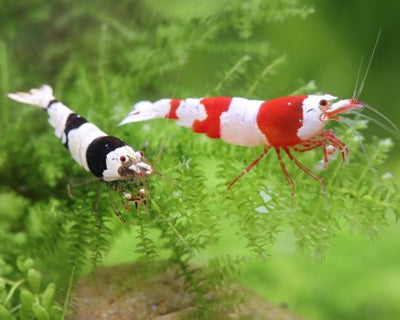 CRYSTAL SHRIMPS 1.5cm (Caridina)