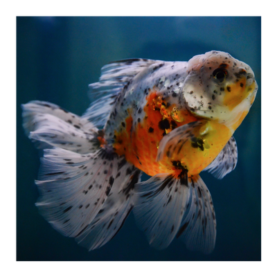 Calico Oranda 12cm