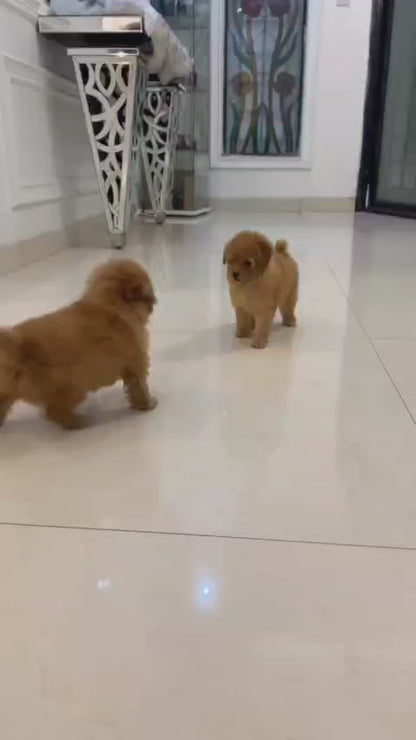 لعبة بودل مشمش