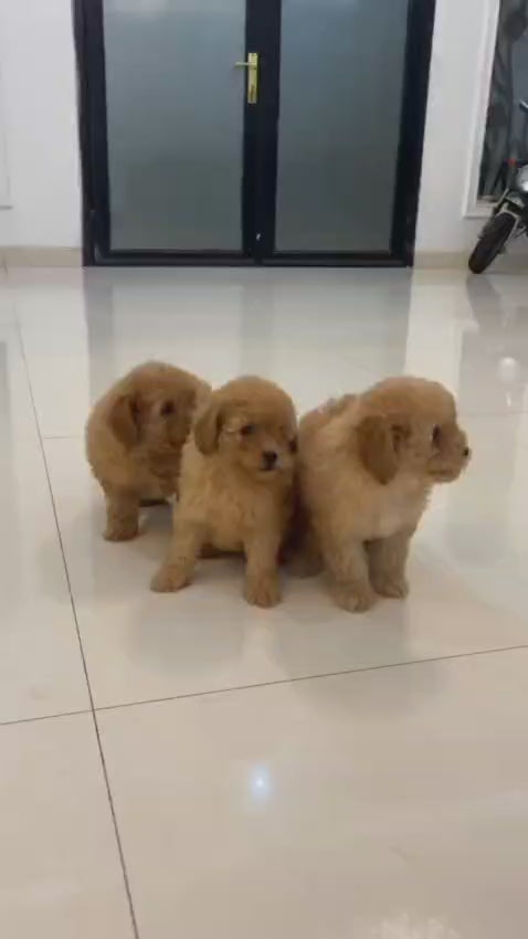 لعبة بودل مشمش