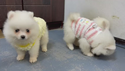 Pomeranian teacup