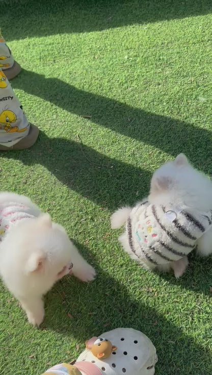 Pomeranian teacup