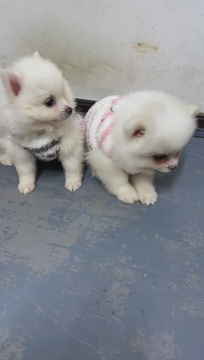 Pomeranian teacup