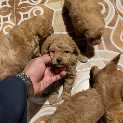 Poodle Puppies for reservation