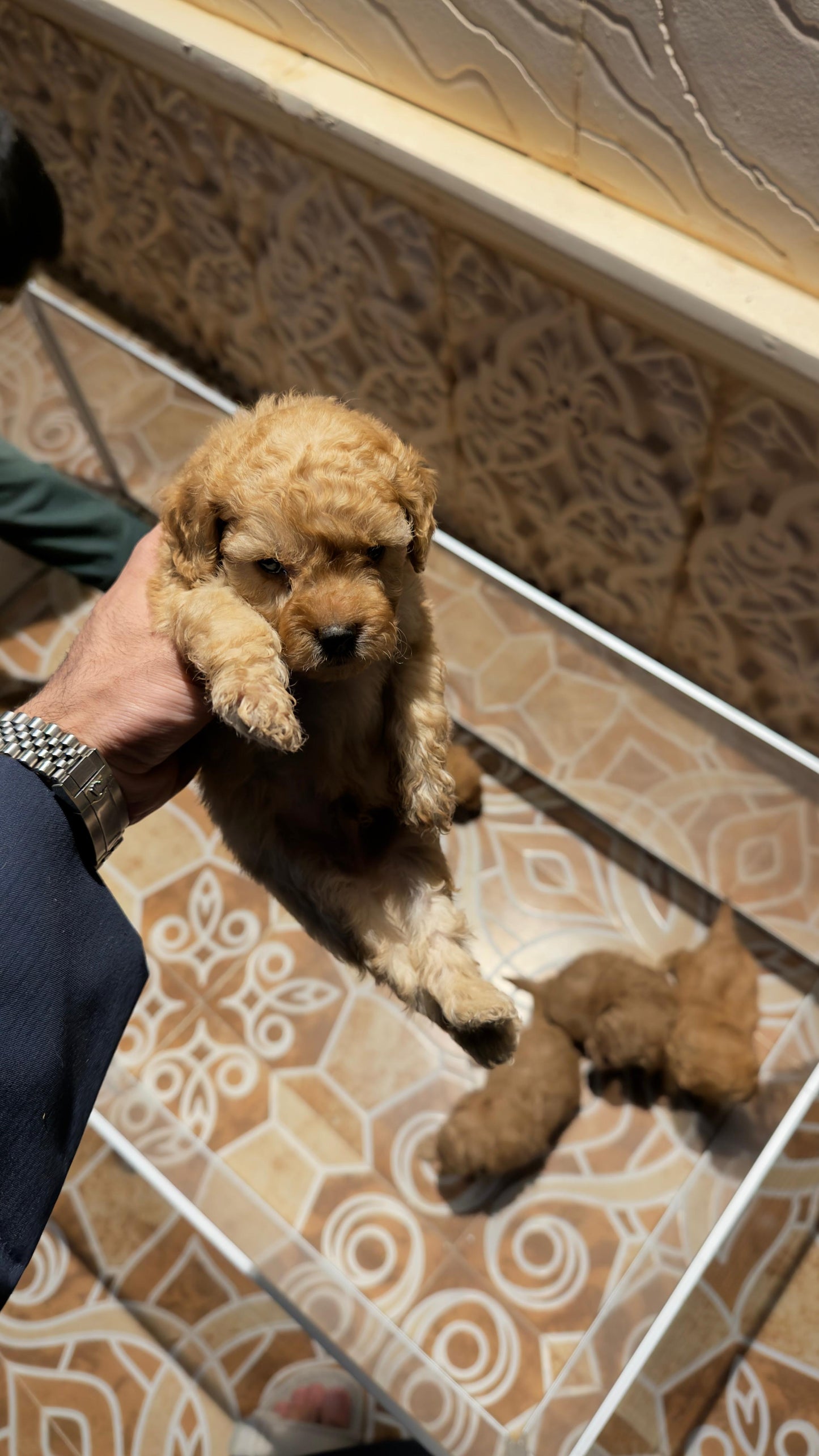 Poodle Puppies for reservation