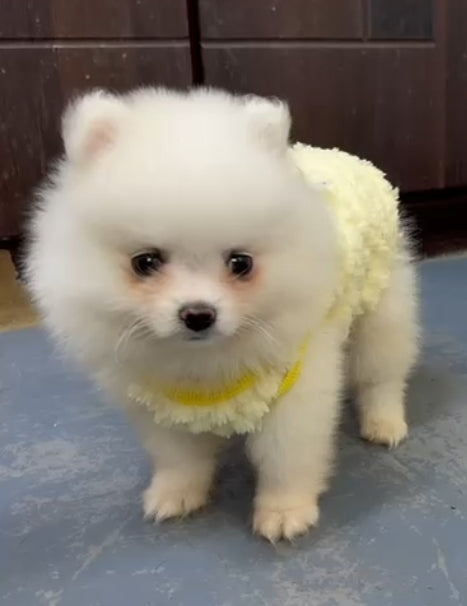 Pomeranian teacup