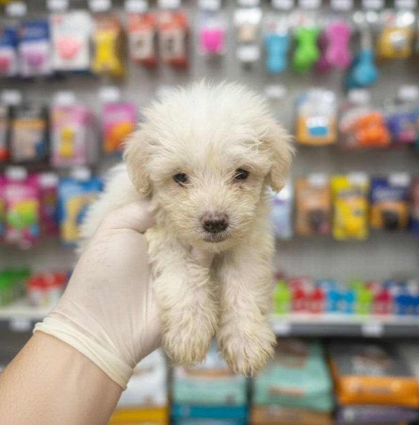 جراء متعددة الكلاب