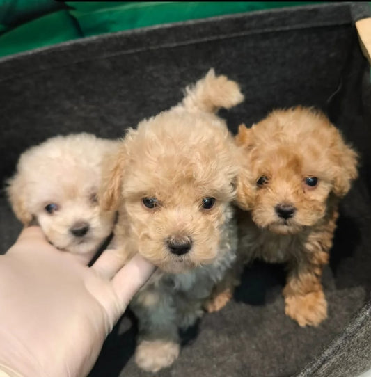 Toy Poodles – 50 Days Old 🐶