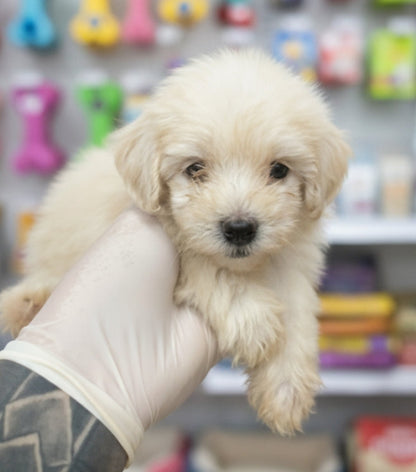 جراء متعددة الكلاب