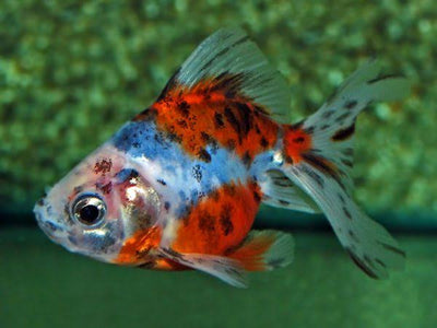 Calico Goldfish