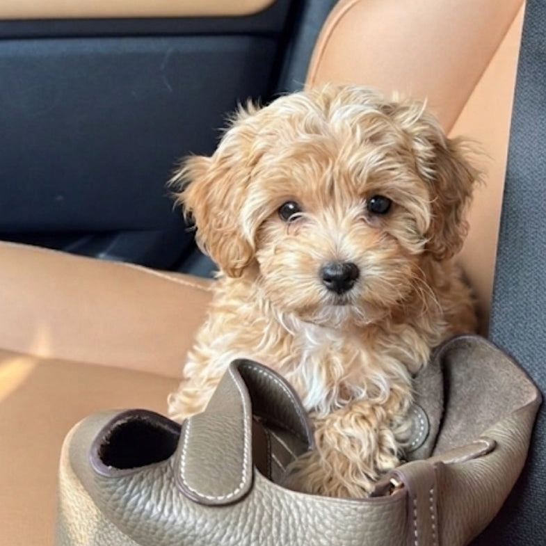 Maltipoo puppies