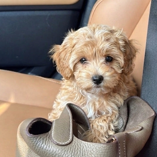 Maltipoo puppies