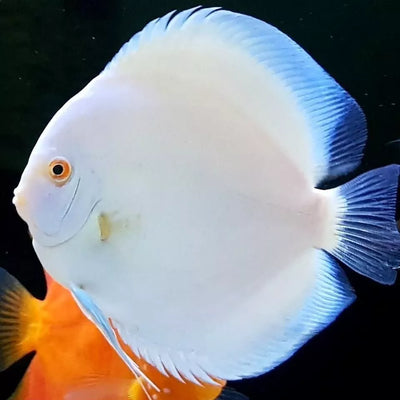 White Discus Fish