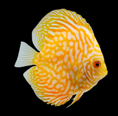Yellow Pigeon Discus Fish
